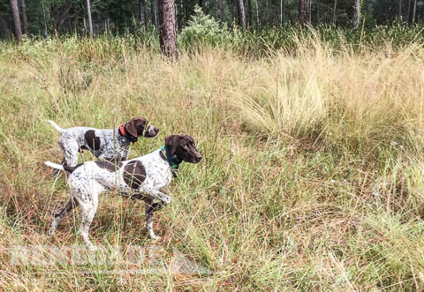 Southwind Plantation hunting dogs in a field